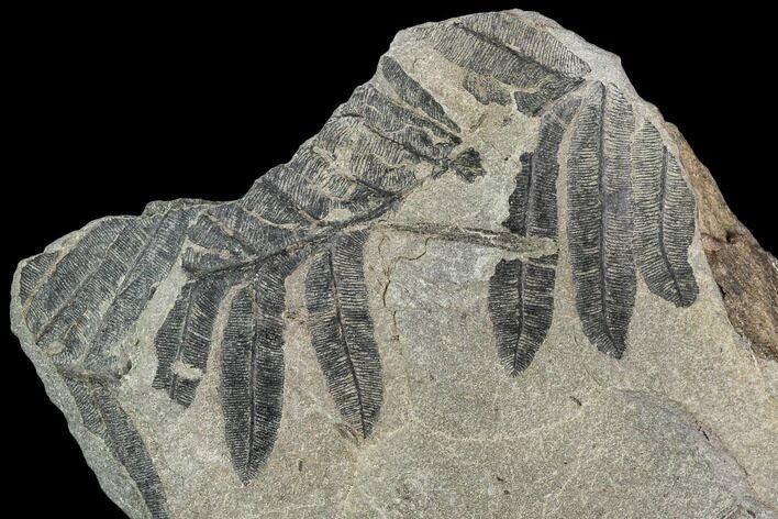Pennsylvanian Fossil Fern (Alethopteris) Plate - Kentucky #112666